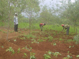 cultivationofsweetpotatoesgoingonwumjune2008.jpg